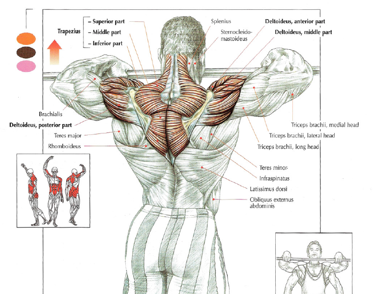 strength training anatomy frederic delavier